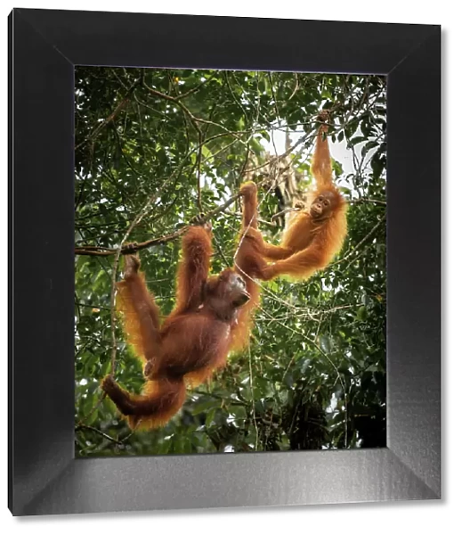 Orangutans at Semenggoh Wildlife Rehabilitation Center, Sarawak, Borneo, Malaysia, Asia