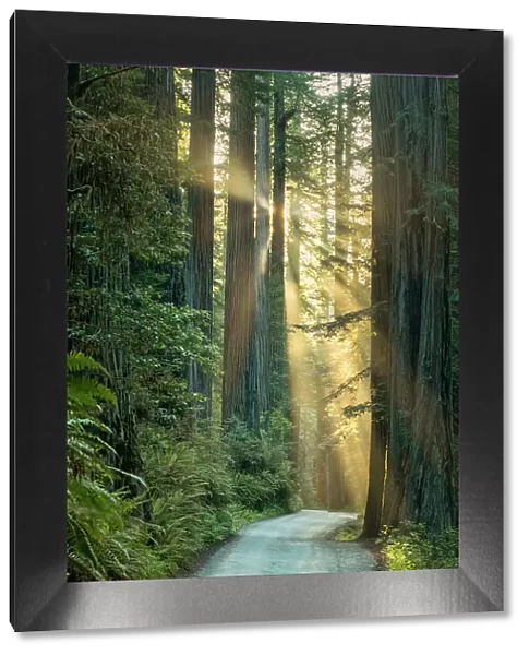 Sunrays trhrough Redwoods, Jedediah Smith Redwoods State Park, California, USA