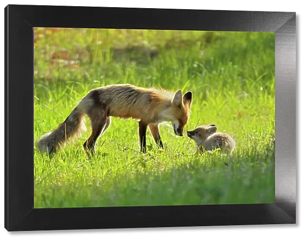 Red foxes in meadow. Vixen and pup Whiteshell Provincial Park, Manitoba, Canada