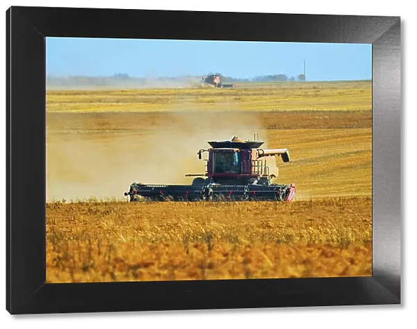Harvesting lentils with combine. Balcarres, Saskatchewan, Canada