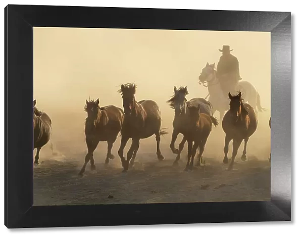Cowboy herding a herd of Yilki horses sunset, Hurmetci, Hacilar District, Kayseri Province, Cappadocia, Central Anatolia Region, Turkey