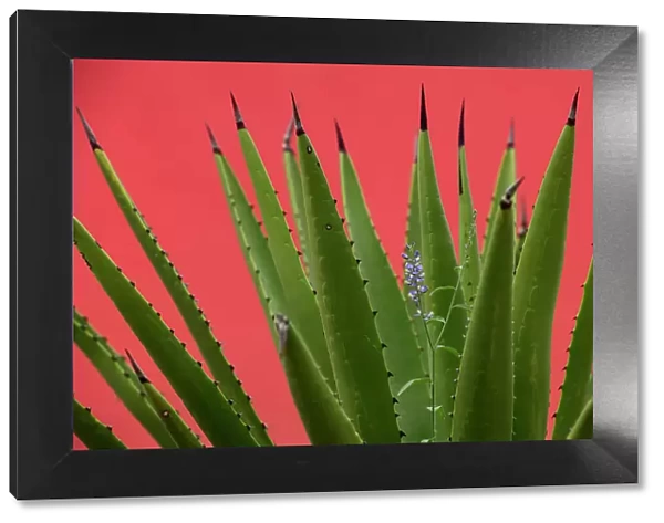 Mexico, Baja California, El Sargento Rancho Sur, Sword Agave, Agave Datylio, Datylillo, with wildflower