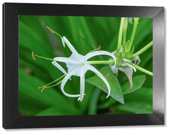 Caribbean Spider Lily (Hymenocallis caribaea), Nepal