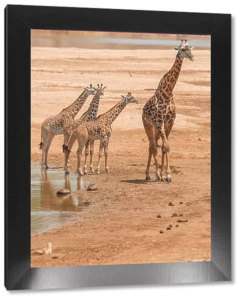 Africa, Zambia, South Luangwa National Park. A group of giraffes in the riverbed