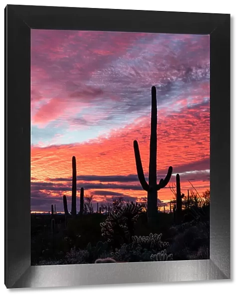 Sunset at Saguaro National Park, Tucson, Arizona, USA