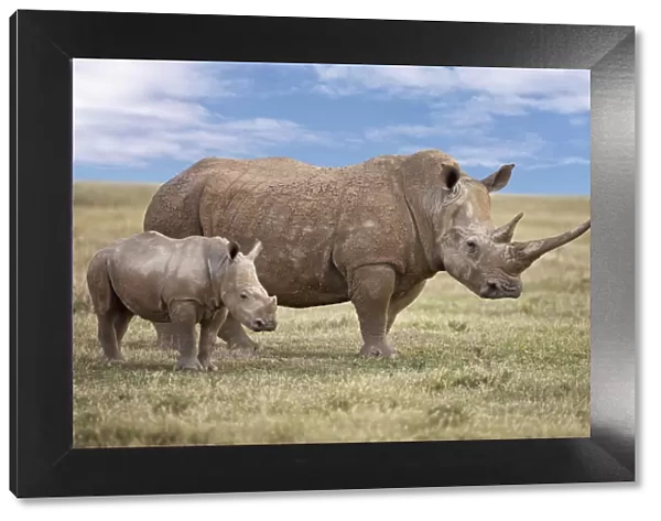 A fine White rhino mother and calf in Solio Game Ranch