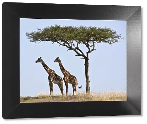 Two Msai giraffes shade themselves beneath a Balanites tree on the plains of the Masai Mara National