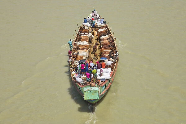 More than 100 cows squeeze onto a tiny boat as they are transported to market