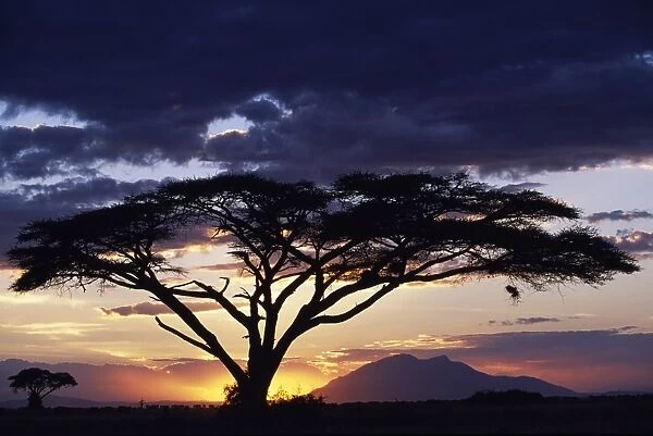 An acacia Tortilis frames the sun setting behind Longido Mountain