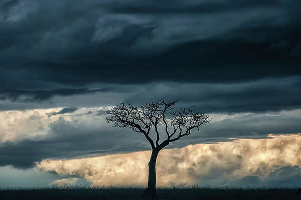 Acacia tree in the grassland of the Maasaimara, Kenya