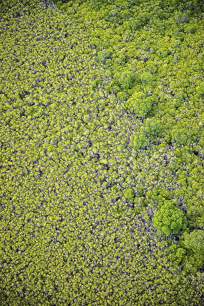 Aerial of mangroves, Port Douglas, Queensland, Australia