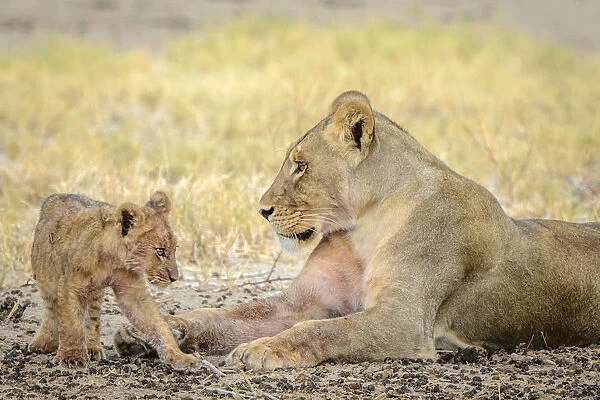 Africa, Botswana, Kalahari. a female lion with cub