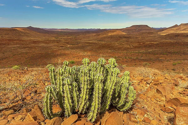 Africa, Namibia, Damaraland, Etendeka Plateau. An Euphorbia Virosa plant and the beautiful landscape