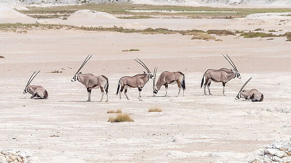 Africa, Namibia, Etosha National Park. A herd of Oryx antelopes in the Etosha pan