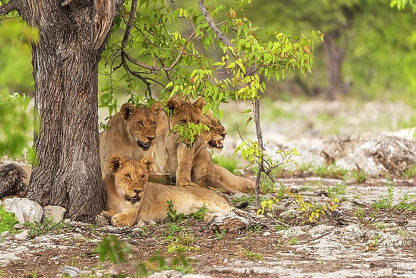 Africa, Namibia, Etosha National Park. A lion family in the shade