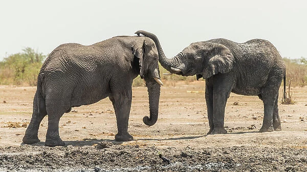 Africa, Namibia, Etosha National Park. two elephants playing
