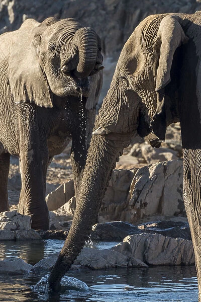 Africa, Namibia, Hobatere concession. Two male desert elephants at the waterhole