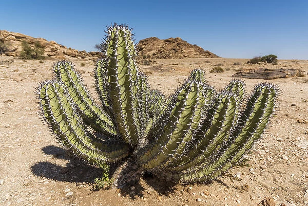 Africa, Namibia, Namib. Euphorbia Virosa