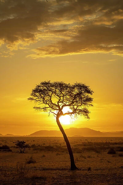 Africa, Namibia. Namib Naukluft area. A sunset with a tree