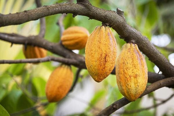Africa, SA£o Toma and Principe. Ripe Cocoa fruits on a tree in the Claudio Corallo