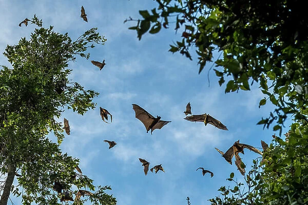 Africa, Zambia, Kasanka National Park. Straw coloured fruit bats flying over the forest