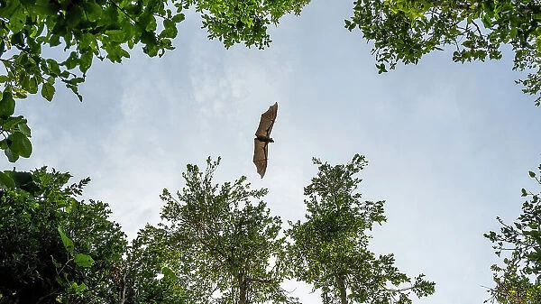 Africa, Zambia, Kasanka National Park. Straw coloured fruit bats flying over the forest