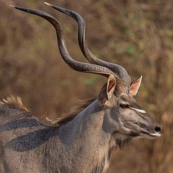 africa, Zambia, South Luangwa National Park. a beautiful male kudu