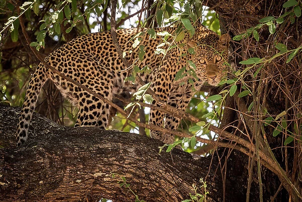 Africa, Zambia, South Luangwa National Park. A puzzled looking Leopard in a sausage tree
