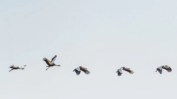 Africa, Zambia, South Luangwa National Park. A group of crowned cranes flying