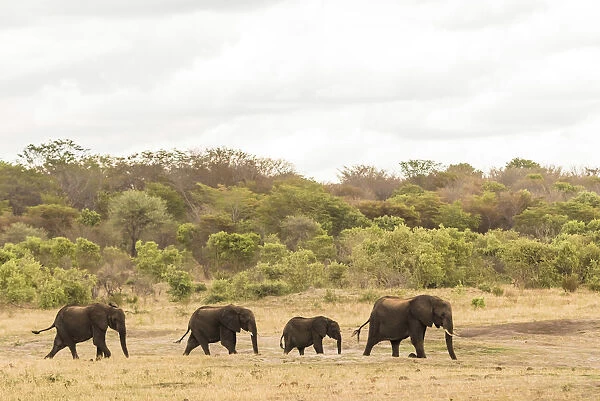 Africa, Zimbabwe, Hwange National park, a herd of elephants on their way to the water