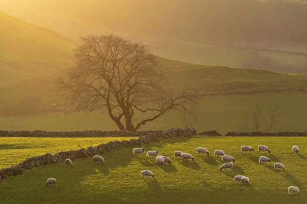 Afternoon Sunshine on Grazing Sheep, near Earl Sterndale, Peak District National Park, Derbyshire, England