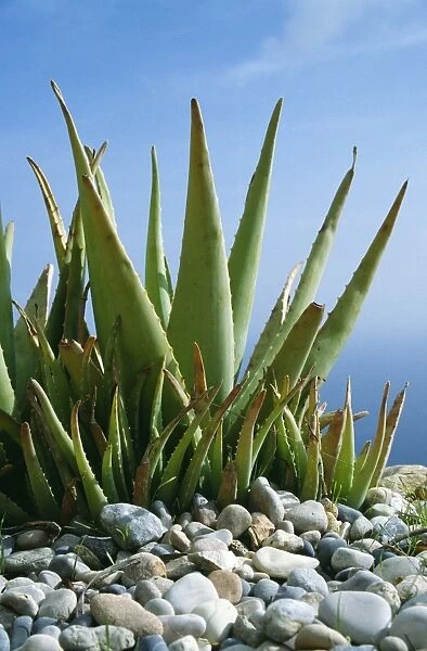 Aloe vera plant planted in pebbles
