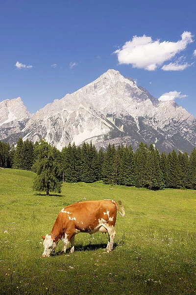 Alpine cow with view on Antelao. San Vito di Cadore, Boite valley, Cadore, Belluno province, Veneto, Italy