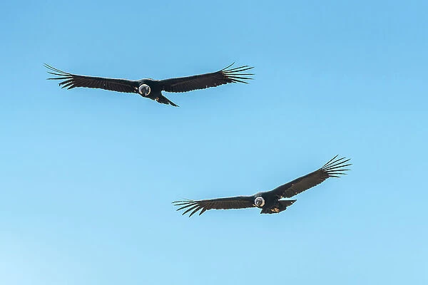 Two Andean condors (Vultur gryphus) flying over Canyon Colca, Caylloma Province, Arequipa Region, Peru