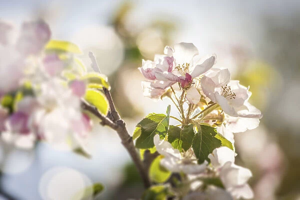 Apple blossoms in Svaneke, Bornholm, Denmark