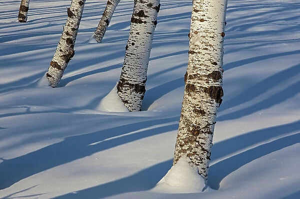 Aspen trees in snow (Bois des Esprits), Winnipeg, Manitoba, Canada