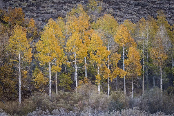 Aspens in fall colours, Sierra Nevada, California, USA. autumn (October) 2013