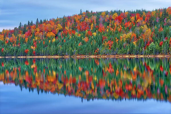 Autumn colors reflected in Lac Modene. Great Lakes - St. Lawrence Forest Region. La Mauricie National Park, Quebec, Canada