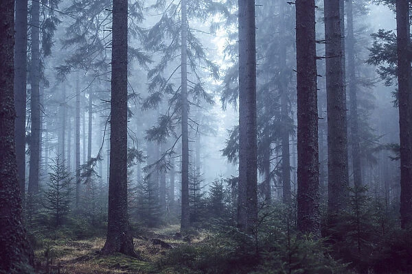 Autumn fog in the Taunus Forest, Niedernhausen, Hesse, Germany
