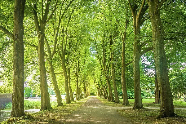 Avenue near Luetetsburg Castle, East Frisia, Lower Saxony, Germany