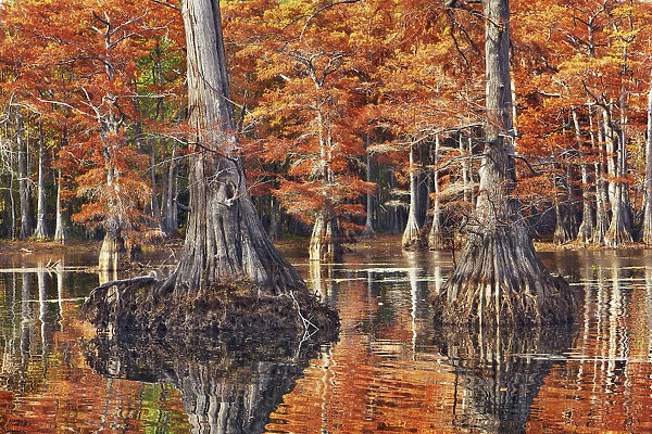 Bald cypress in autumn colors - USA, Louisiana, Caddo, Caddo Lake, Trees, Stacy Landing