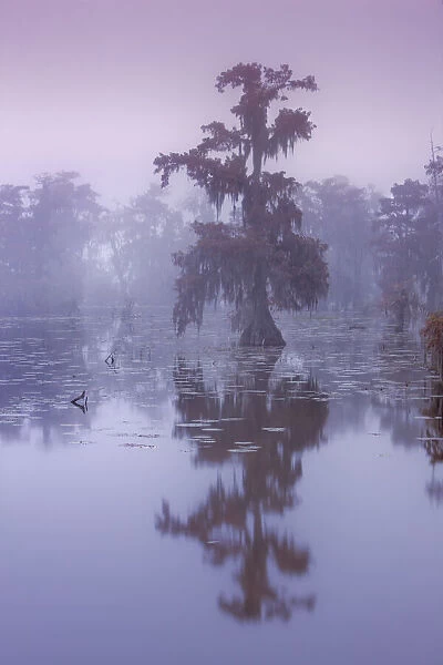 Bald cypress in fog - USA, Louisiana, St. Martin, Lake Martin
