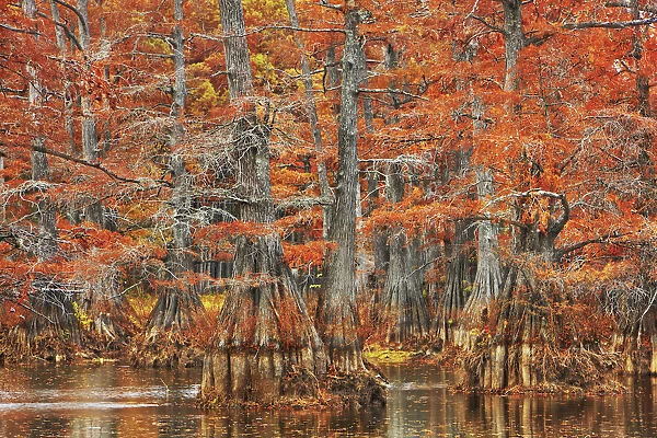 Bald cypress forest in autumn colors - USA, Louisiana, Caddo, Caddo Lake, Trees