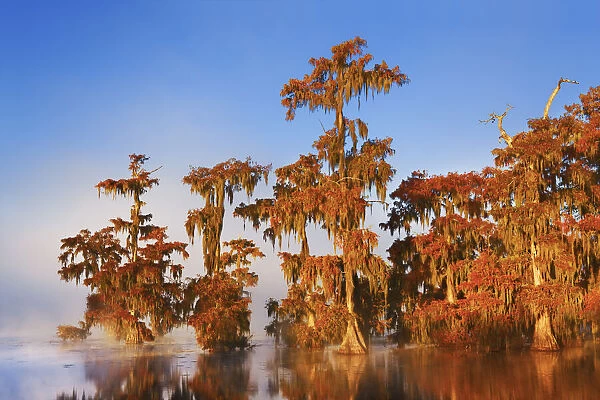 Bald cypress forest in fog - USA, Louisiana, St. Martin, Lake Martin