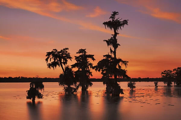 Bald cypress forest after sunset - USA, Louisiana, St. Martin, Lake Martin