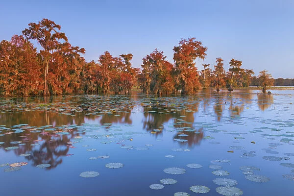 Bald cypress forest - USA, Louisiana, St. Martin, Lake Martin