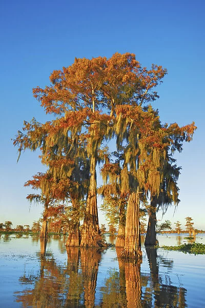 Bald cypress with spanish moss - USA, Louisiana, St. Martin, Henderson Lake