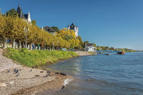 The banks of the Rhine in Eltville with the Electoral Castle, Rheingau, Hesse, Germany