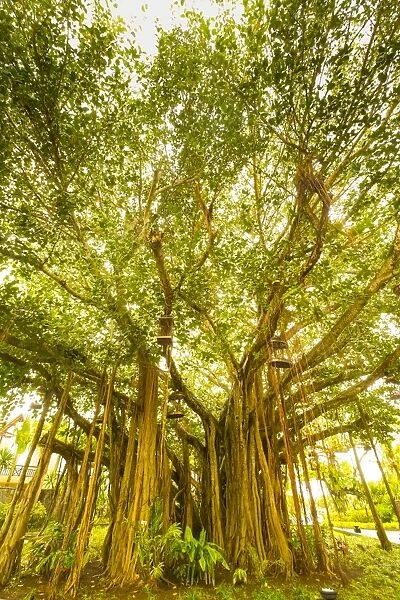 Banyan Tree, D eau Douce, Flacq, East Coast, Mauritius