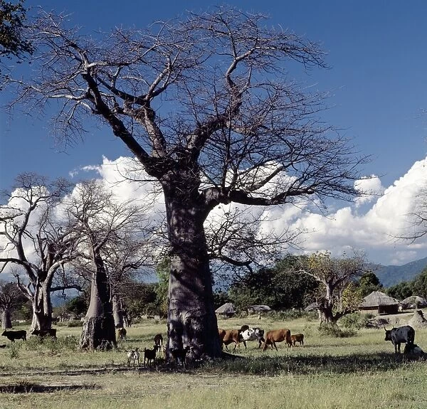 Baobab trees and homesteads near Mangochi